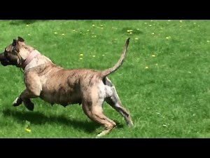 Presa Canario Attacks / Bearclaw Kennels