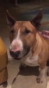 2K views · 323 reactions | Honing the voice skills  | Smeagol's Soapbox | Facebook