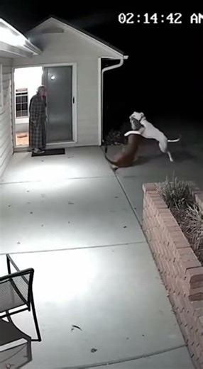 Dogo Argentino VS Mountain Lion: The Fight 🤯🐾