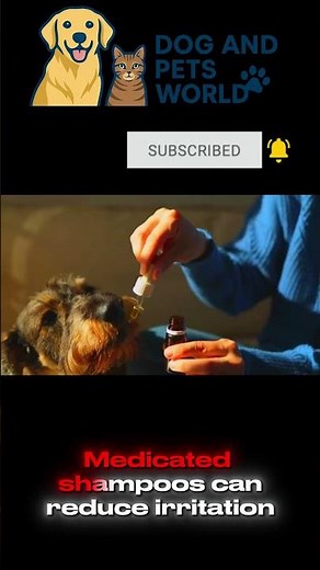 Stop Your Dog’s Itching Fast! Vet-Approved Fixes#DogItching 🐶#DogHealthTips#PetCare2025#VetAdvice