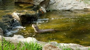 Otter behavior; Otters are especially playful, gamboling on land and splashing into rivers and streams