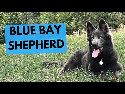 Blue Bay Shepherd - TOP 10 Interesting Facts