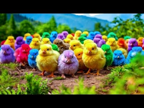 World Cute Chickens, Colorful Chickens, Rainbows Chickens, Cute Ducks, Rabbit, Cute Animals #290