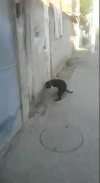 First Time Ever Seen Such Handjob Of Dog... OMG