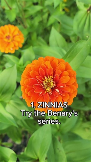 These 3 flowers are PERFECT for beginner growers!