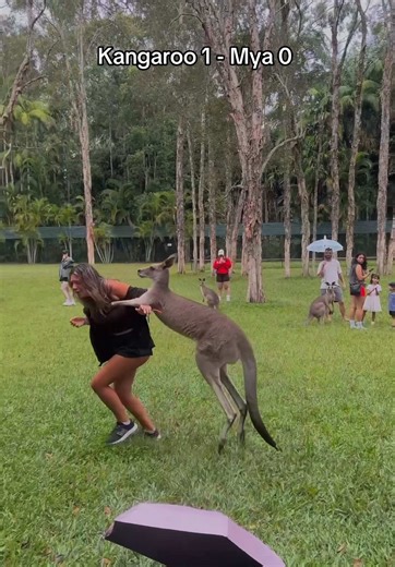 Experience the Fun at Australia Zoo with Kangaroos