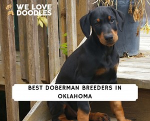 4 Best Doberman Breeders in Oklahoma! - We Love Doodles