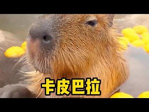 卡皮巴拉：活著挺好，但死了也行!動物世界最搞笑的解說！ #动物世界 #动物解说 #科普 #纪录片 #搞笑