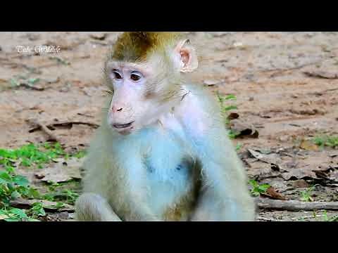 Pitiable abandoned monkey released by owner today | Monkey abandoned by owner