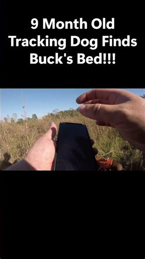 9-Month-Old Tracker Advances the Blood Trail to the Deer’s Bed! #bloodtracking #deertracking