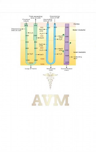 COUNTER CURRENT MECHANISM | PHYSIOLOGY LAQ NOTES #mbbs #universityexam #physiology | MBBS 1ST YEAR