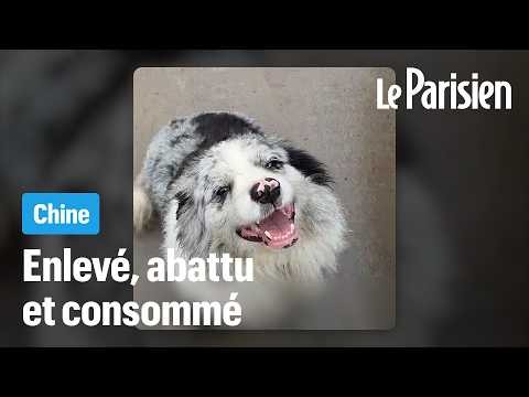 China: This social media star dog was kidnapped and then eaten in a restaurant