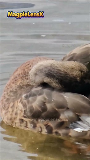 Duck Mallard Kaczka 4K #magpielensx