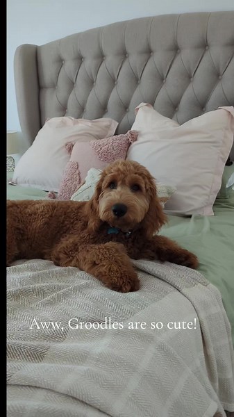 Get a Groodle they said... 🤪 #groodle #goldendoodlesoftiktok #cutedog