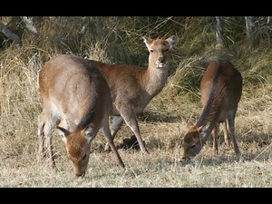 Sika Deer Natural History, Ecology and Conservation