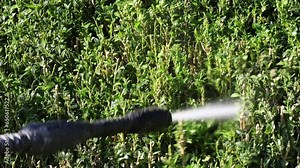 Slow motion video of a pressure gun spraying water on an infested European Box wood tree, infested with Cydalima perspectalis an invasive caterpillar of moth species pest. Biological pest control.