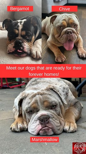 The Edward Foundation on Reels