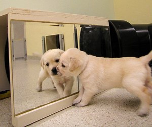 Seeing Eye is First With High-Tech Retina Scans for Dogs