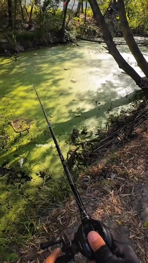 CASTING FISHING SNAKEHEAD FISH  #fishing #baitcasting #angler #snakehead | Fishing Line | Facebook