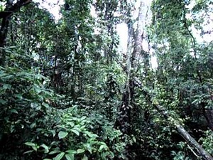 Cool Bird Sounds in the Amazon
