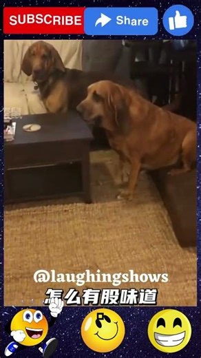 Funniest Viral Videos of Pets 😂🐾 You’ll Watch on Repeat!
