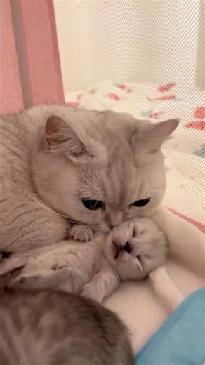 A mother cat’s love for her kitten 😻💞