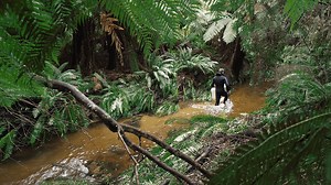 Alone in Tasmania’s pre-historic forests, one man braves freezing rivers and blood-sucking leeches for days in search of something small and beautiful. | Broadsheet Melbourne