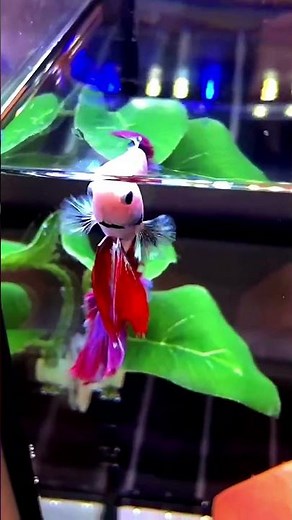 Betta Fish Basics|Beginner Information & Care Tips|Betta Fish Information Every Beginner Should Know