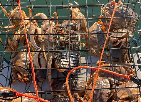 Let’s Go Crabbing – A Guide to Metro Vancouver Crab Fishing