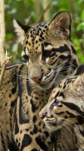 Why Clouded Leopards Aren’t Actually True Leopards 😳