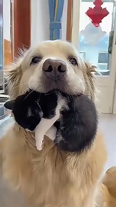 3.2M views · 27K reactions | This kitten is a dog’s baby.-1#animals #cat #dog #kitten #puppy #fyp #shorts #cute | Paws Life | Facebook