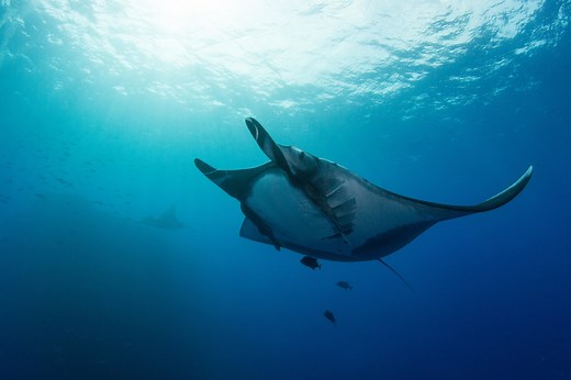 A Tale of Best Buds: Manta Rays and Remoras | National Marine Sanctuary Foundation