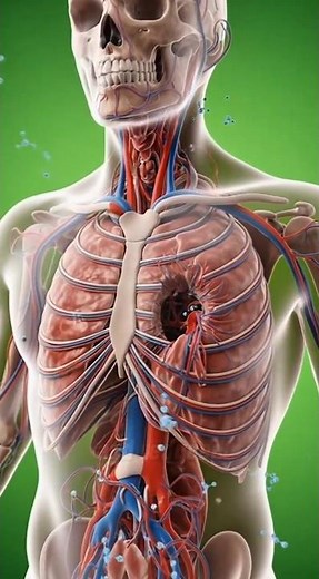 Cholesterol Buildup: Hidden Dangers Inside the Body #biochemistry #animation