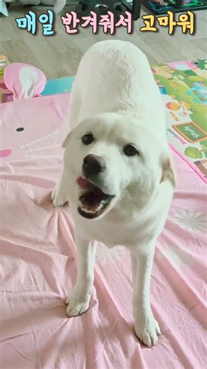 하루 피로가 3초만에 풀려요. 아기 진돗개의 퇴근 환영식 Best Dog? Korean Jindo!