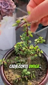 356K views · 12K reactions | Podar no es solo mantenimiento, es diseño  Aprende cómo cada corte puede transformar tu Portulacaria afra en una obra viva llena de equilibrio y belleza. #arboldelaabundancia #portulacariaafra #suculenta #suculentas #plantas #jardin #gardening #succulentcare #suculentascoloridas #suculentaslove #suculovers | Manos en la Tierra | Facebook