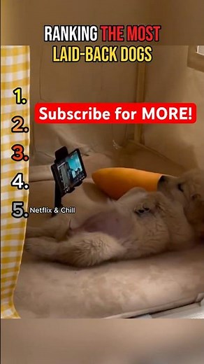 Ranking the Most Laid-Back dogs (Perfect for the weekend!) 😎🐶 #funnydogs #viral