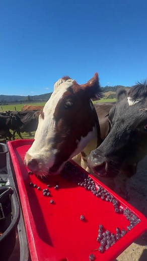 The Effects of Blueberries on Dairy Cows