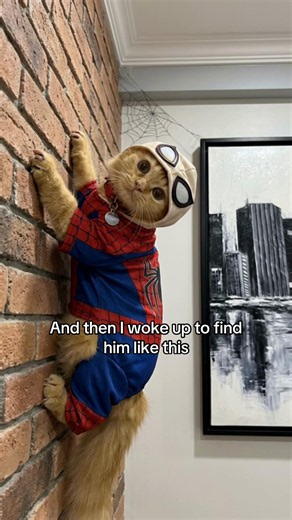 Why Did My Cat Sit on a Dead Spider? — Spidercat Explained