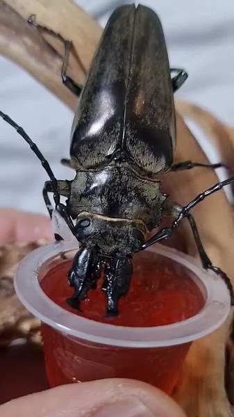 #exotic #exoticpets #animal #insects #insect