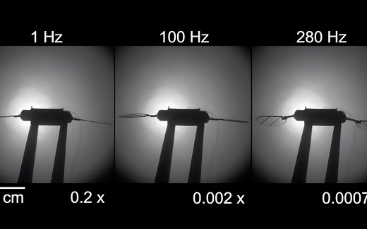 哈佛大学发明首款通过柔性人造肌肉实现受控飞行的微型机器人RoboBee