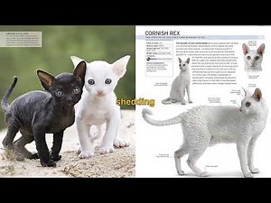 Meet 9 Hypoallergenic Cats Perfect for Allergy Sufferers!