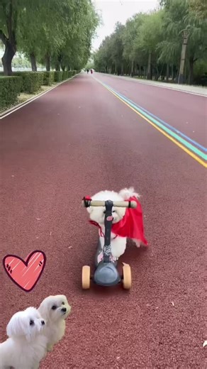 Bichon Maltes Toy on Instagram: "Domingo de aventuras con Super Bichón Maltés 💖🐾☀️ #DogReels #DogLover #BichonMaltes #WinterVibes #FamilyGoals #PuppyLove #SquadGoals #DogReels"