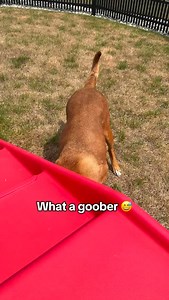 Nova is the happiest gal 😎 This 5-year-old Lab mix has been waiting over a month for her forever home. 🥹 But that doesn’t stop her from enjoying her days at our shelter— and being a total goofball! 😅 Nova is looking for a home where she can be your only pet and would do best with kids 10 ! Come meet Nova today! 🧡Humanefw.org #sillydog #labmix #shelterdog #adoptdontshop #adoptme #dogsofinstagram | Humane Fort Wayne