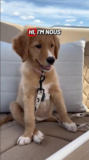 Hi, I’m nous the golden toller