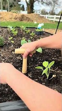 Companion Plants for Cabbage and Why | full list of cabbage companions #companionplanting