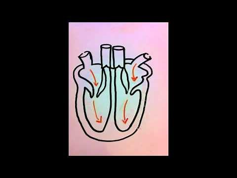 Biology: Cardiac Cycle Song