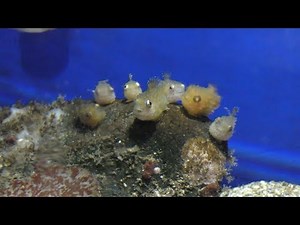 フウセンウオ と ナメダンゴ (おたる水族館) 2019年6月14日