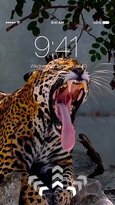 47 reactions |  Amazing Live Wallpapers for Your iPhone! | Live Wallpapers Now | Facebook