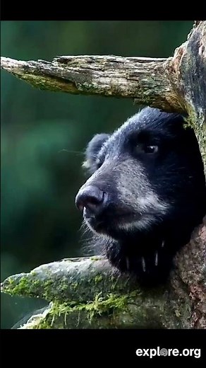 Anan Bear Cams Live For Summer!