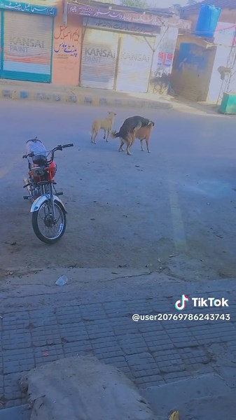 Medium-Sized Dogs Exploring Urban Streets